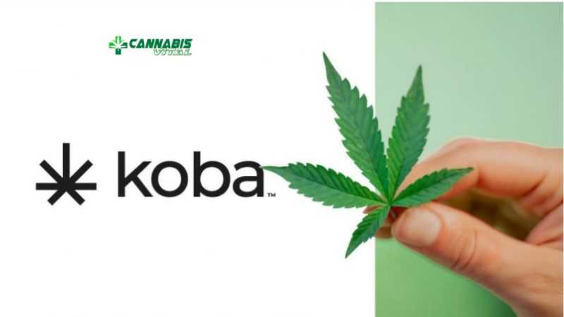 cANNABIS KOBA