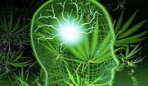 canabediol epilecia